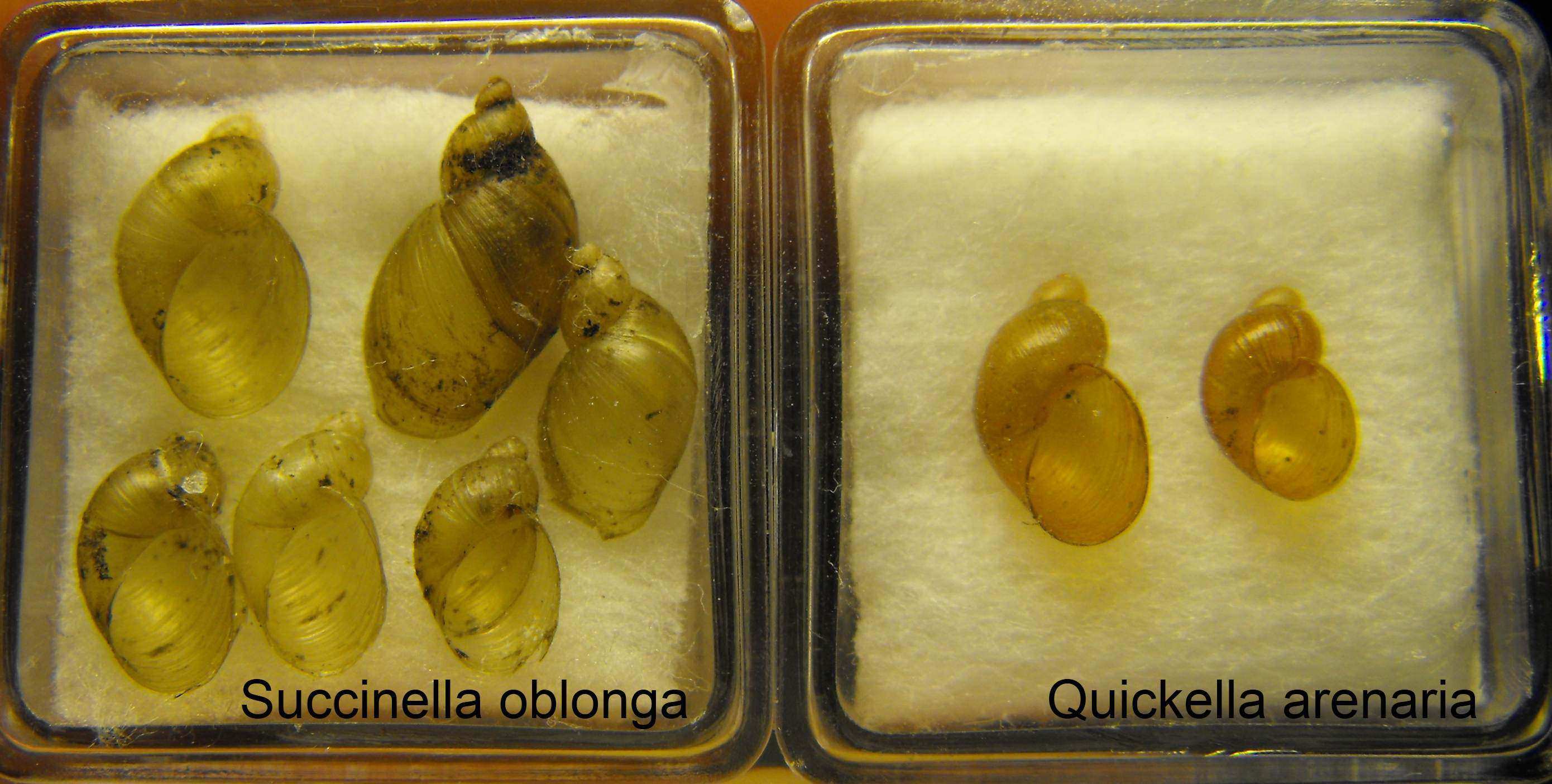Quickella arenaria vs Succinella oblonga